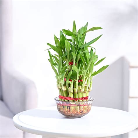 Shop Lucky Bamboo Plant Online .